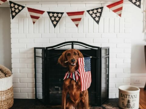 short-coated brown dog biting American flag